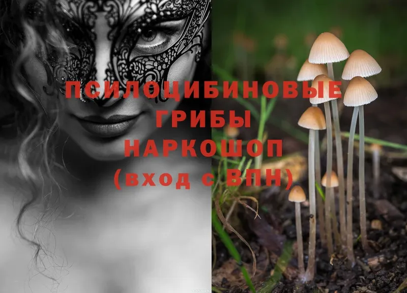 закладки  Кадников  Галлюциногенные грибы Magic Shrooms 